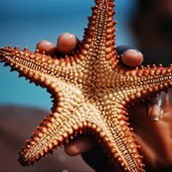 Na imagem v&ecirc;-se uma estrela do mar em grande plano